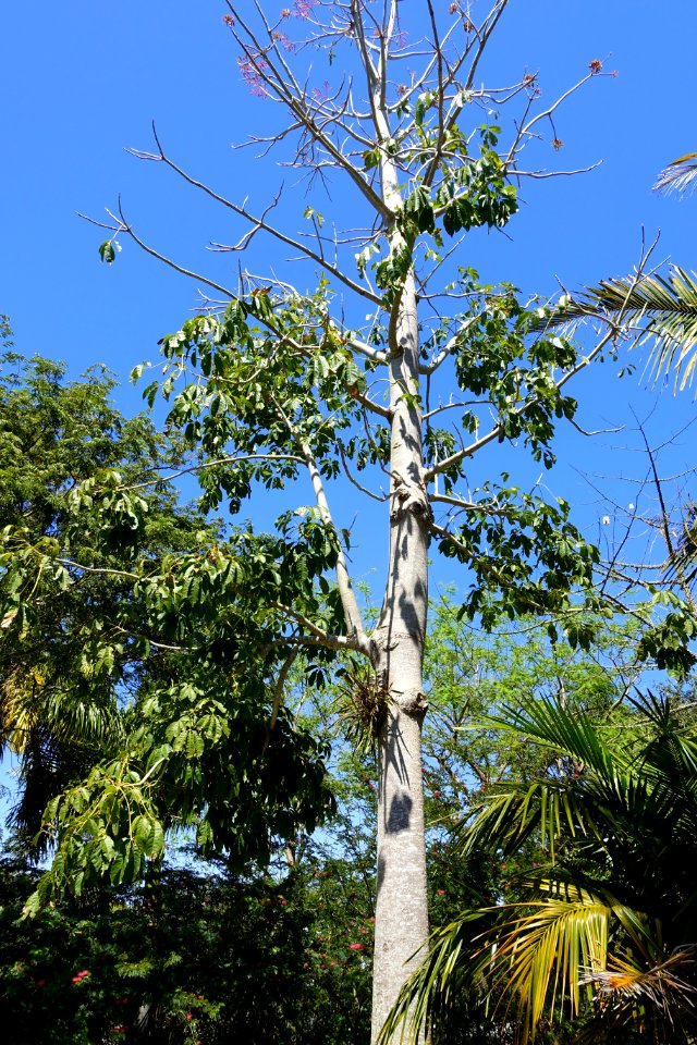Bernoullia flammea - Naples Botanical Garden - Naples, Florida - DSC09682