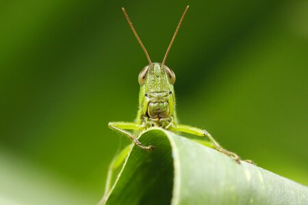 Leaf grasshopper macro photo