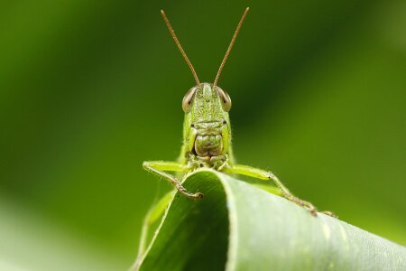 Leaf grasshopper macro