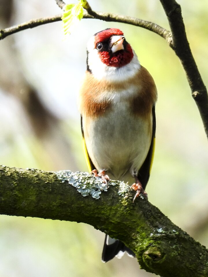 Bird nature animal