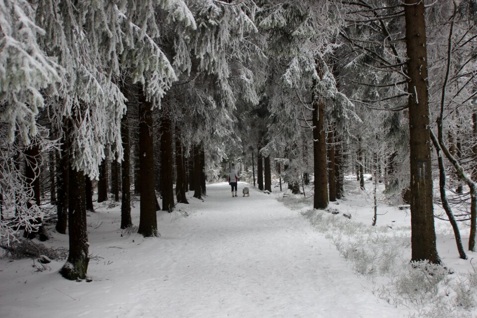 Snow winter dream snowy photo