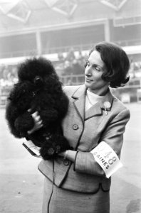 Beste hond van het jaar gekozen in RAI gebouw, mevrouw Bu met Sindy (poedel), Bestanddeelnr 917-1568