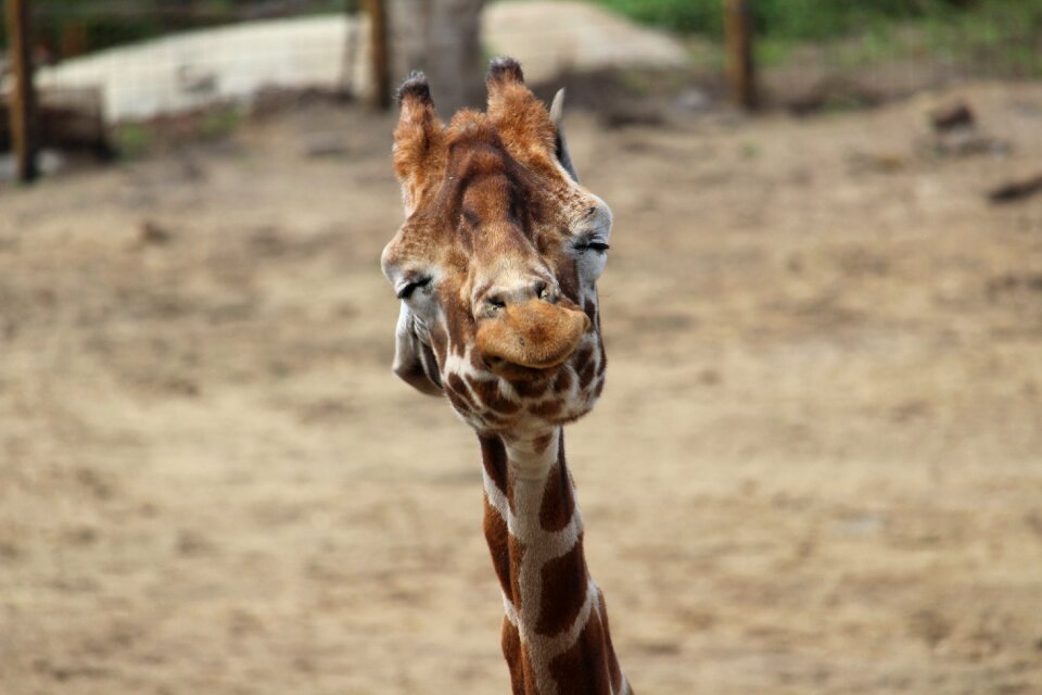 Giraffe shaking head