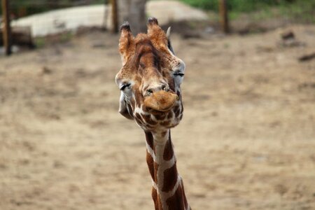 Giraffe shaking head