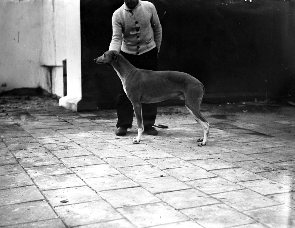 Beste hond van de tentoonstelling, Bestanddeelnr 902-6191