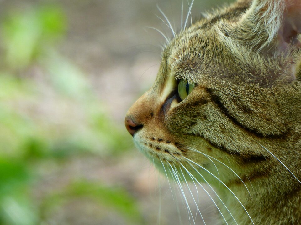 Animal tiger cat pet photo