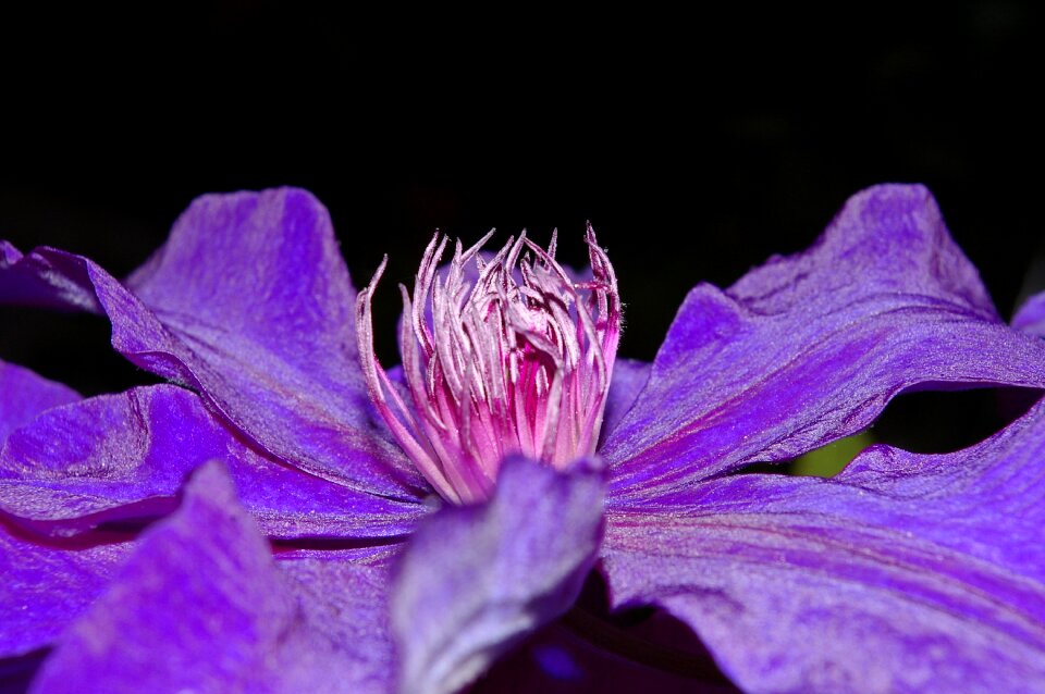 Violet nature garden