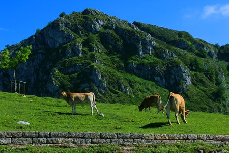 Mount asturias picos de europa photo