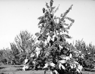 Bestuivingsproeven bij peer, Bestanddeelnr 195-0158