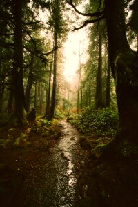 Woods sunrise nature