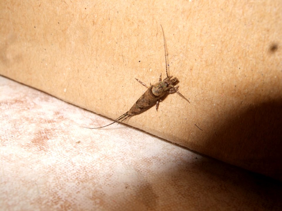 Betenocturne4