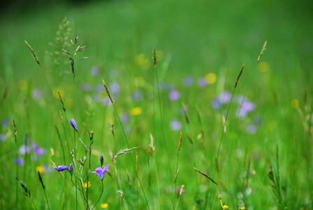 Bluebells bloom blades of grass
