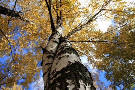Forest trunk birch bark