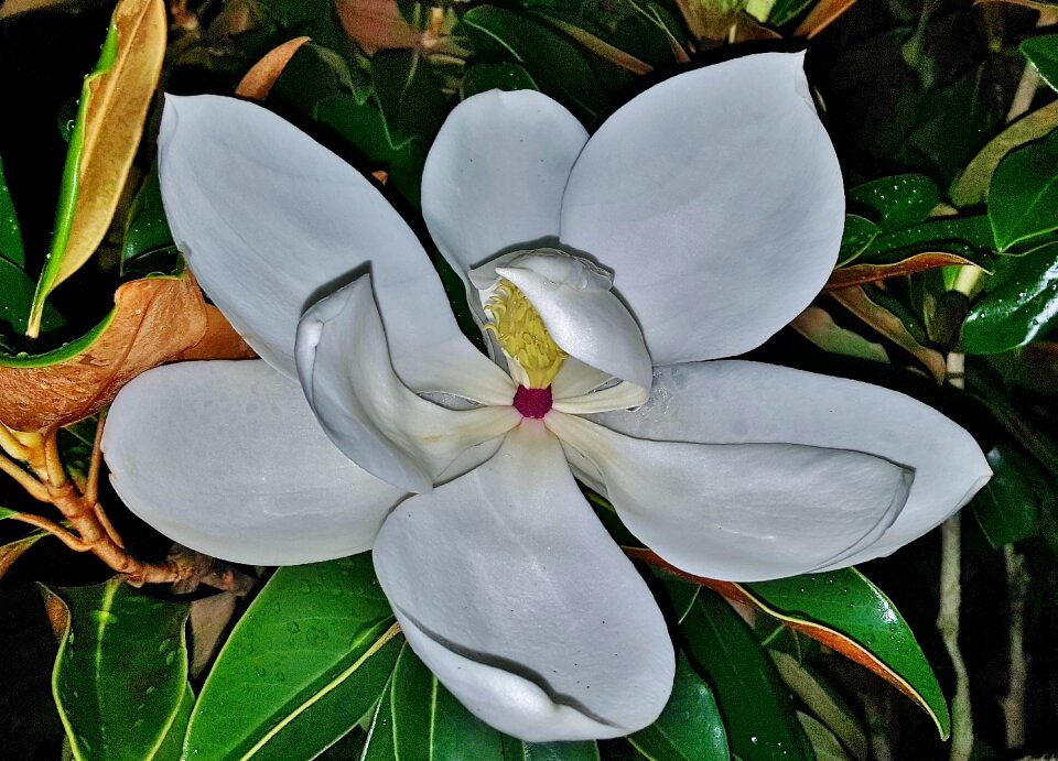 Petals floral fragrant