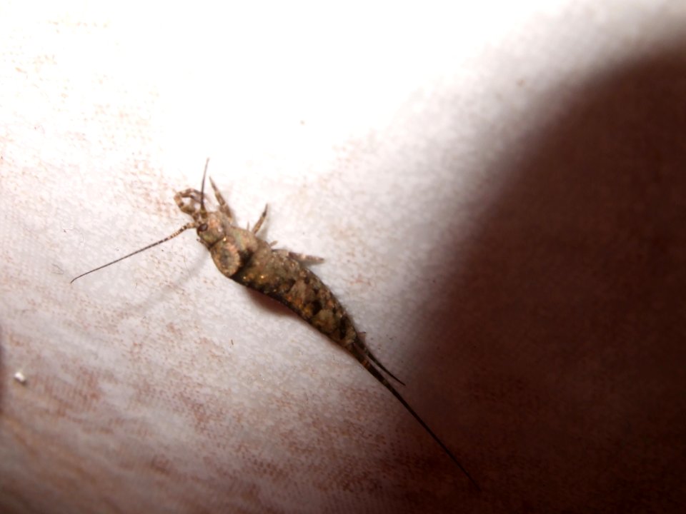Betenocturne3