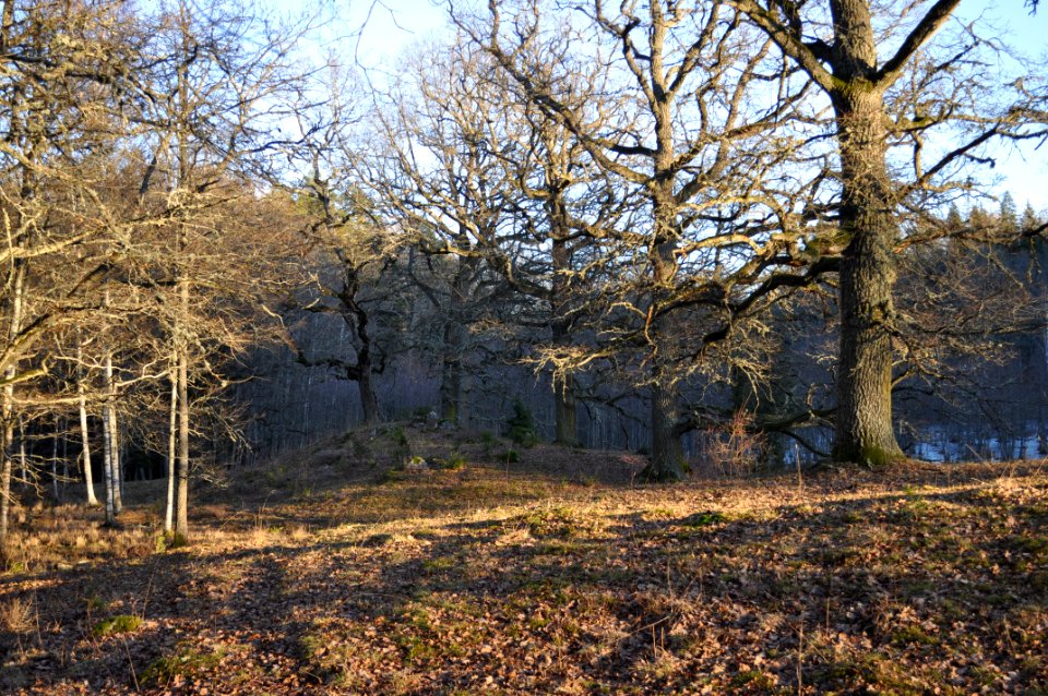 Betesmark - Stenhammar naturreservat