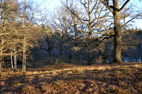 Betesmark - Stenhammar naturreservat