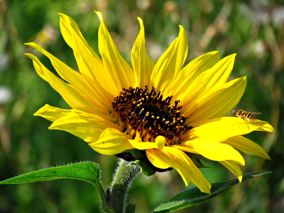 Nature yellow flower macro