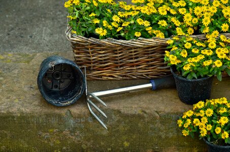 Hoe plant still life