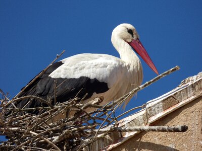 Roof animal bird