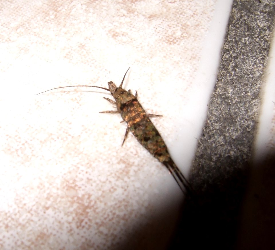Betenocturne1
