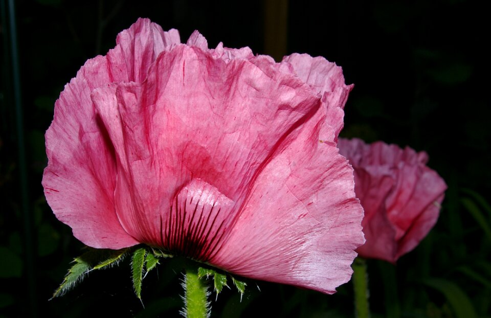 Blossom bloom flower