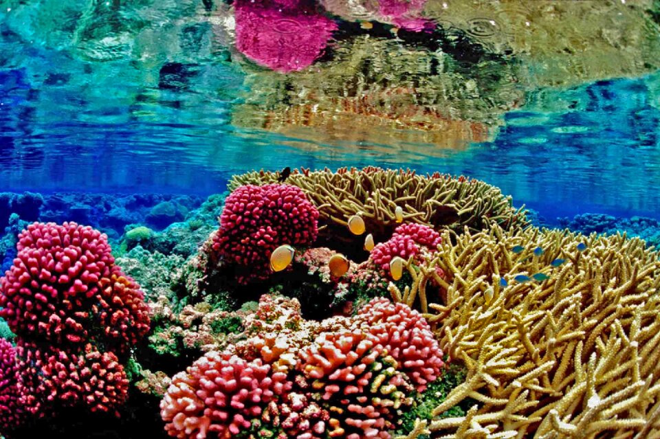 Marine ocean anemona