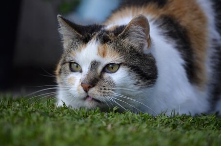 Lurking summer animals photo