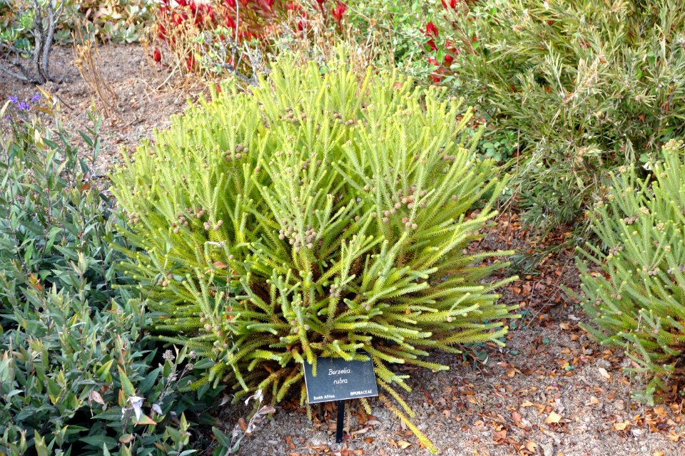 Berzelia rubra - Mendocino Coast Botanical Gardens - DSC02257