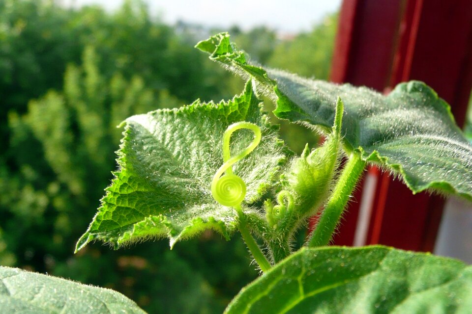 Cucumber sheet the treble clef