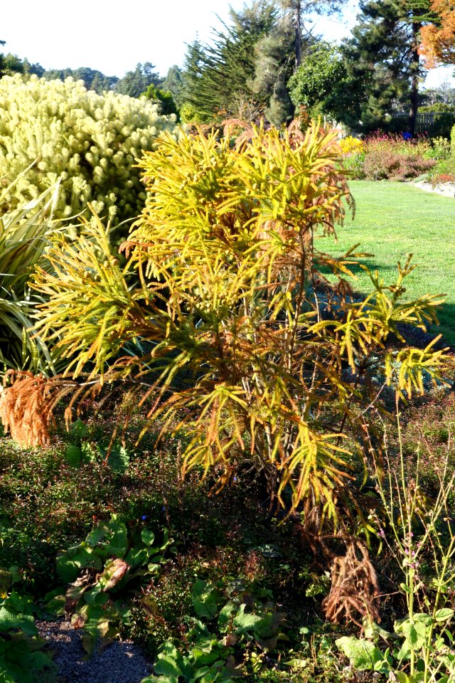 Berzelia galpinii - Mendocino Coast Botanical Gardens - DSC02277