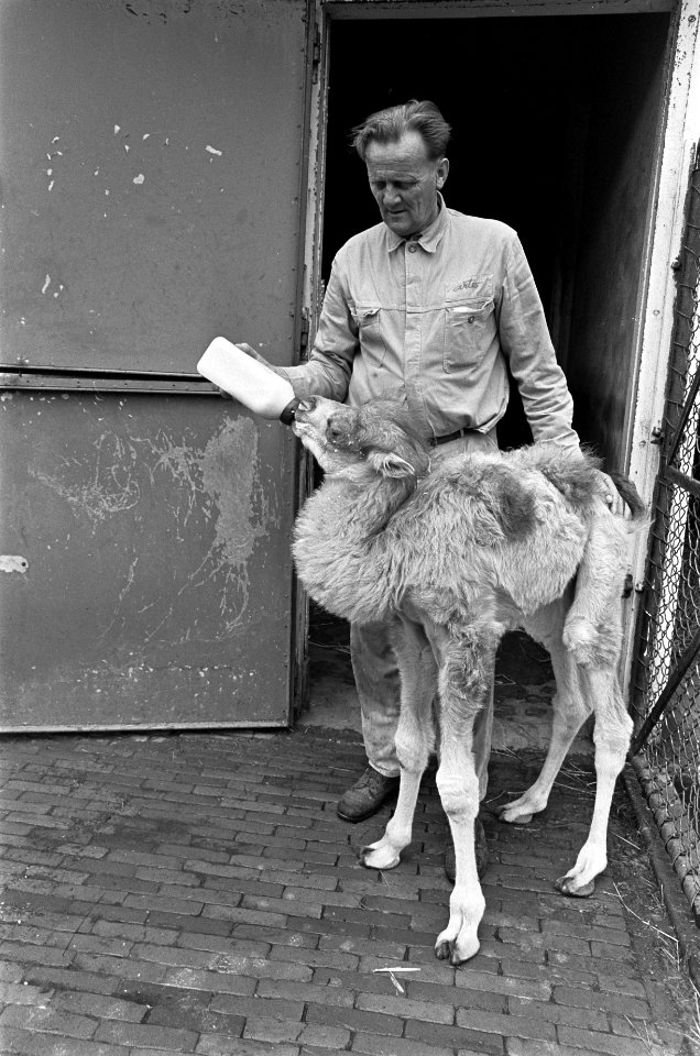 Bertus, kamelenjong in Artis aan de fles, Bestanddeelnr 919-3037