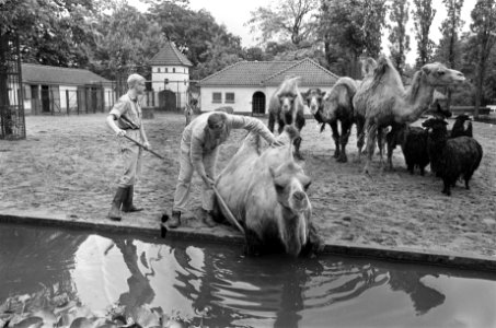 Bertus, kamelenjong in Artis, moeder Mary te water geraakt oppasser Bol helpt ee, Bestanddeelnr 919-3039
