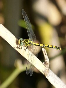 Winged insect detail wings