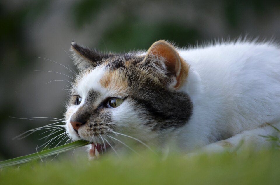 Summer nature animals