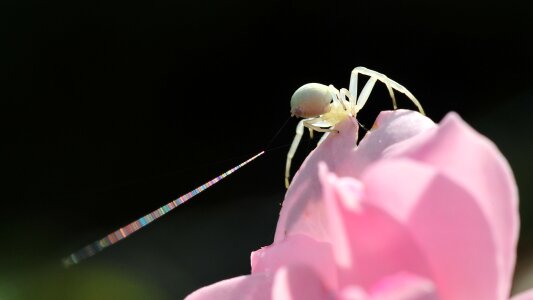 Goldenrod crab spider garden rosebush
