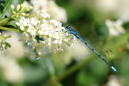 Insect nature close up