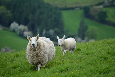 Animals sheep ireland