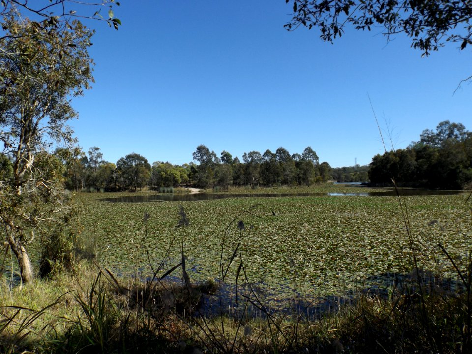 Berrinba Wetlands lake 2