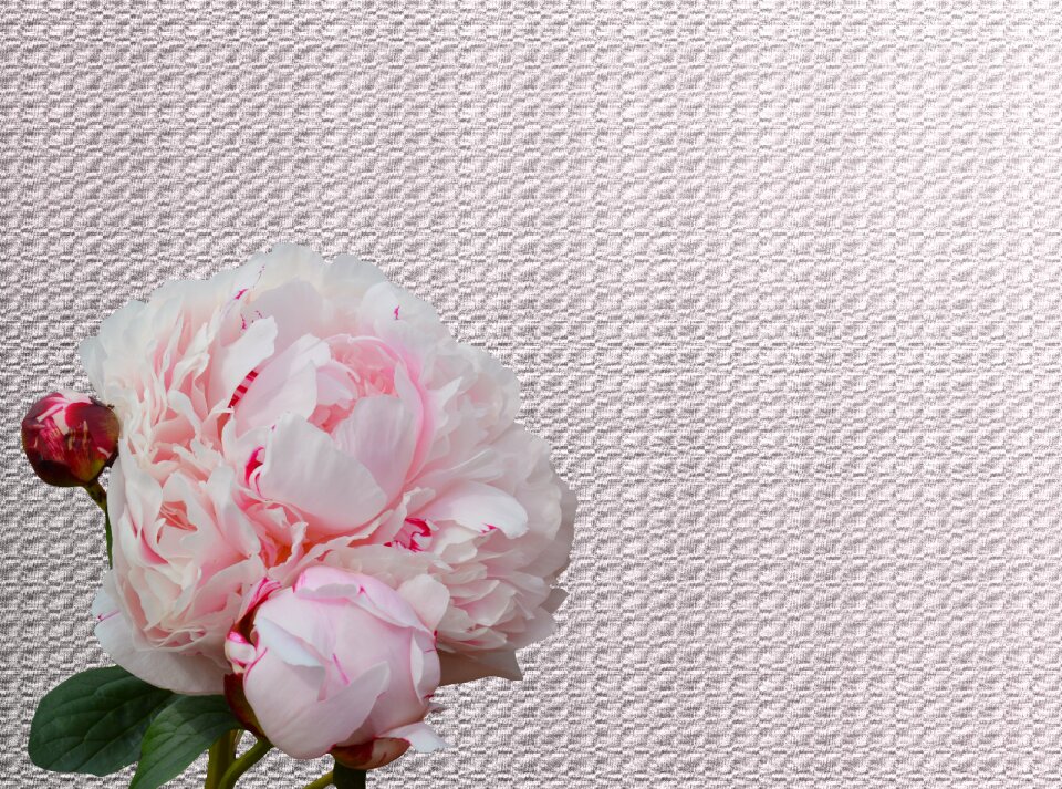 Blossom bloom pink flower
