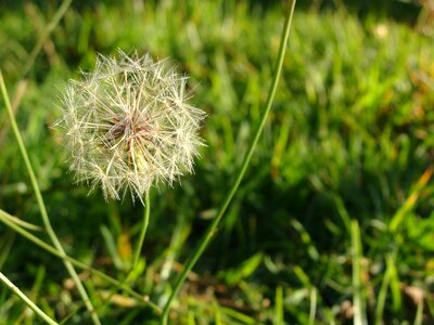 Dandelion spring nature