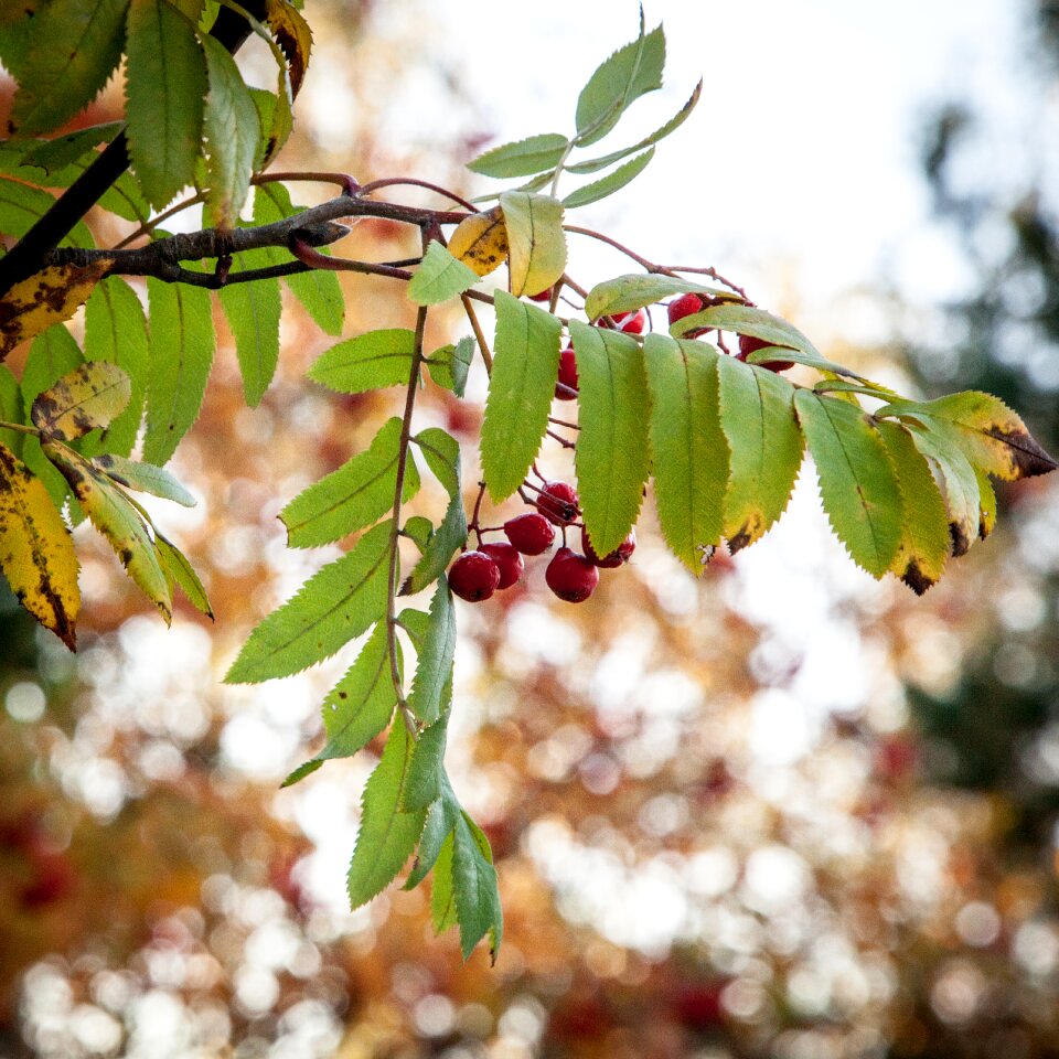 Rowan berry berries