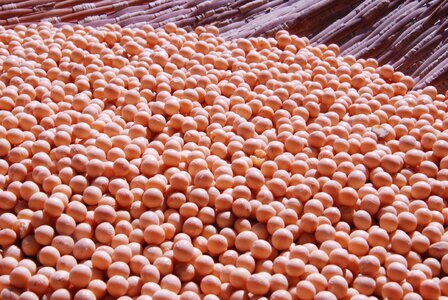 Grain plant species