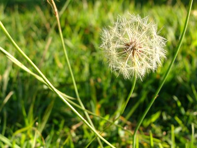 Spring flower nature