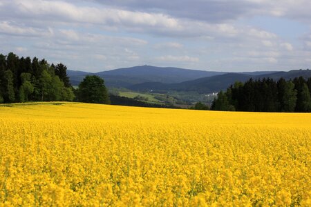 Oilseed rape fichtelberg ore mountains