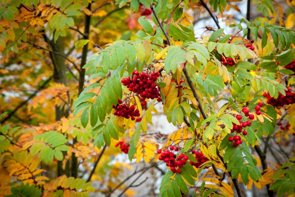 Rowan berry berries