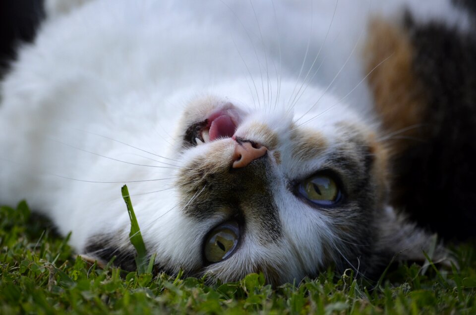 Nature mietze cute