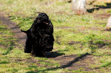 Spaniel dog doggy