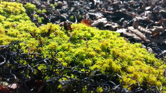 Nature forest ground