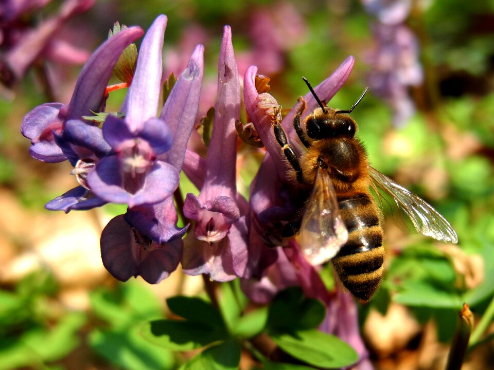 Honey bee insect the bees photo